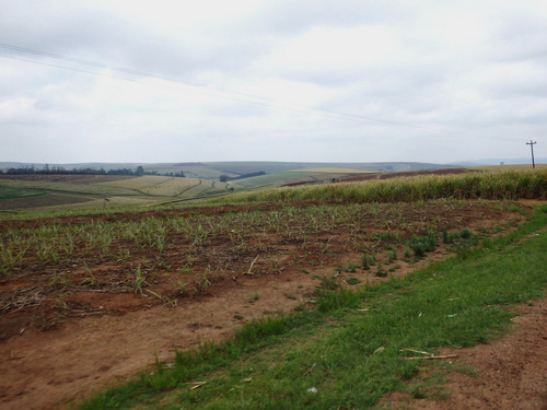 .Sugar Cane fields